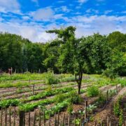 Regenerative Agriculture