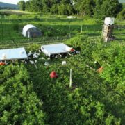 Regenerative Agriculture