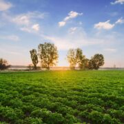 Regenerative Agriculture