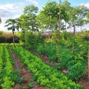 Regenerative Agriculture